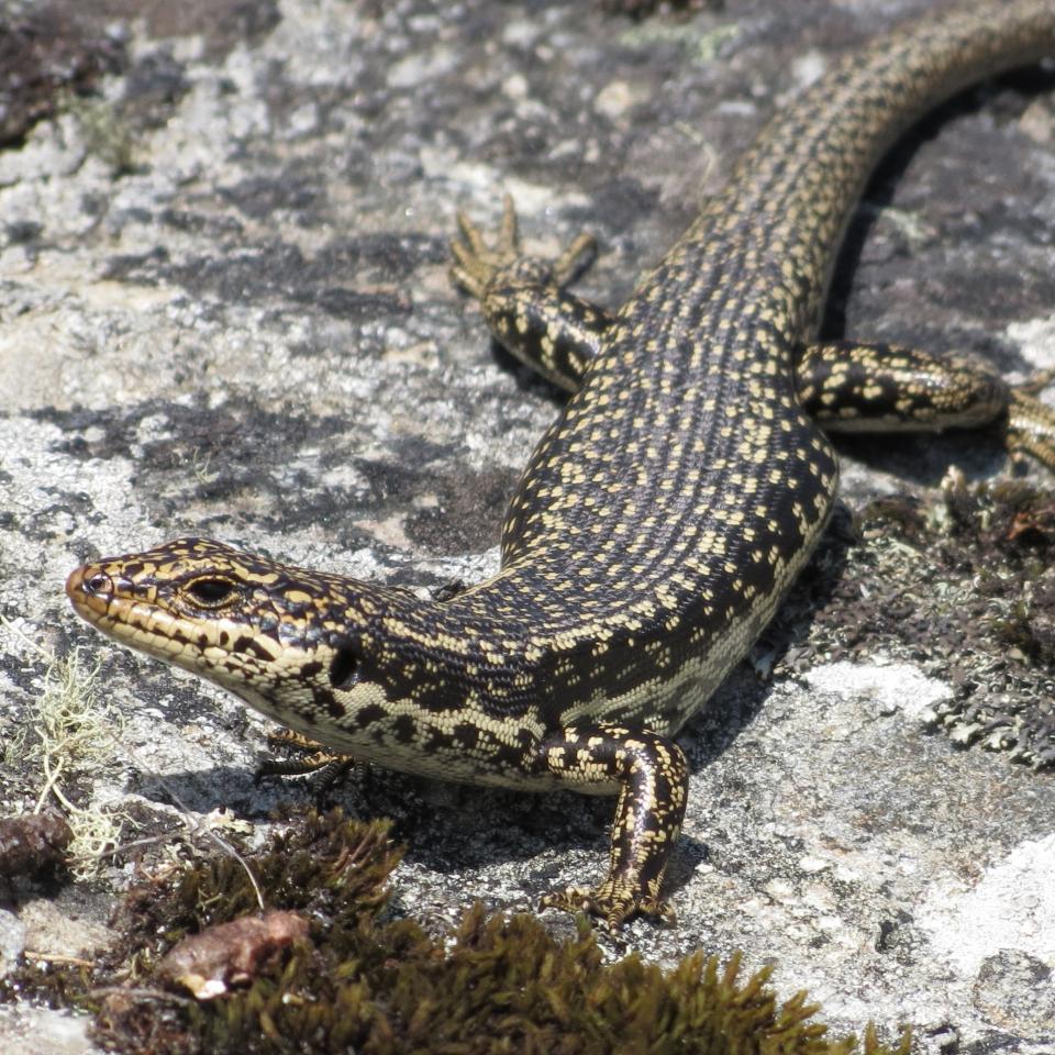 Grand skink basking on schist outcrop (Macraes Flat, Otago). © Chris Wedding