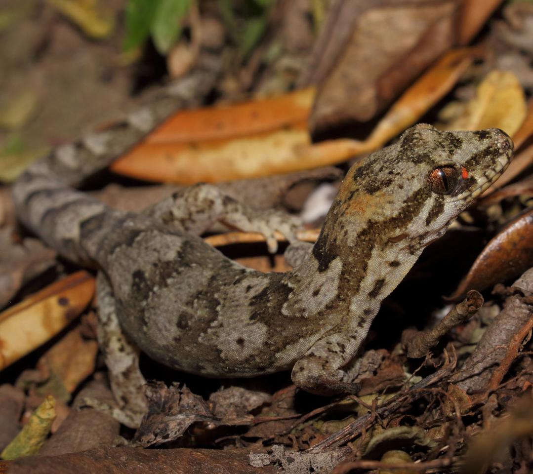 Pacific gecko on forest floor (Hauturu / Little Barrier Island). © Nick Harker