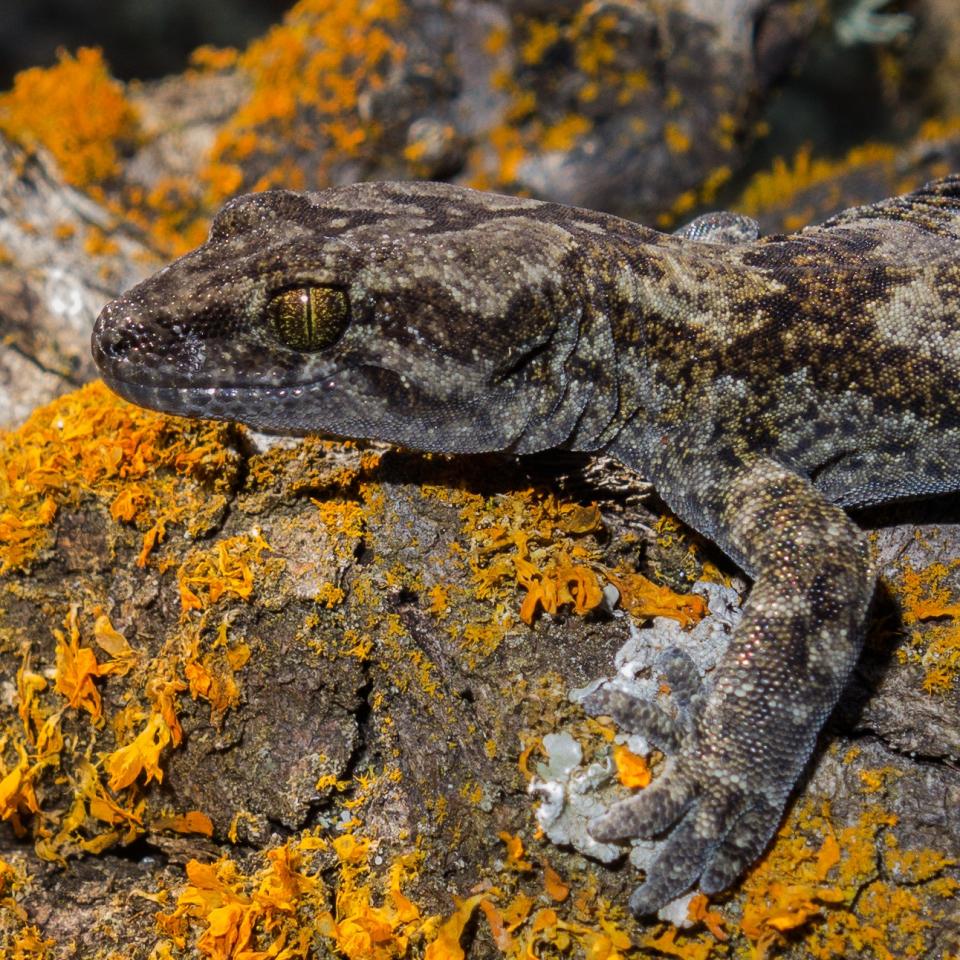 Korero gecko (Middlemarch, Otago). <a href="https://www.flickr.com/photos/151723530@N05/page3">© Carey Knox</a>