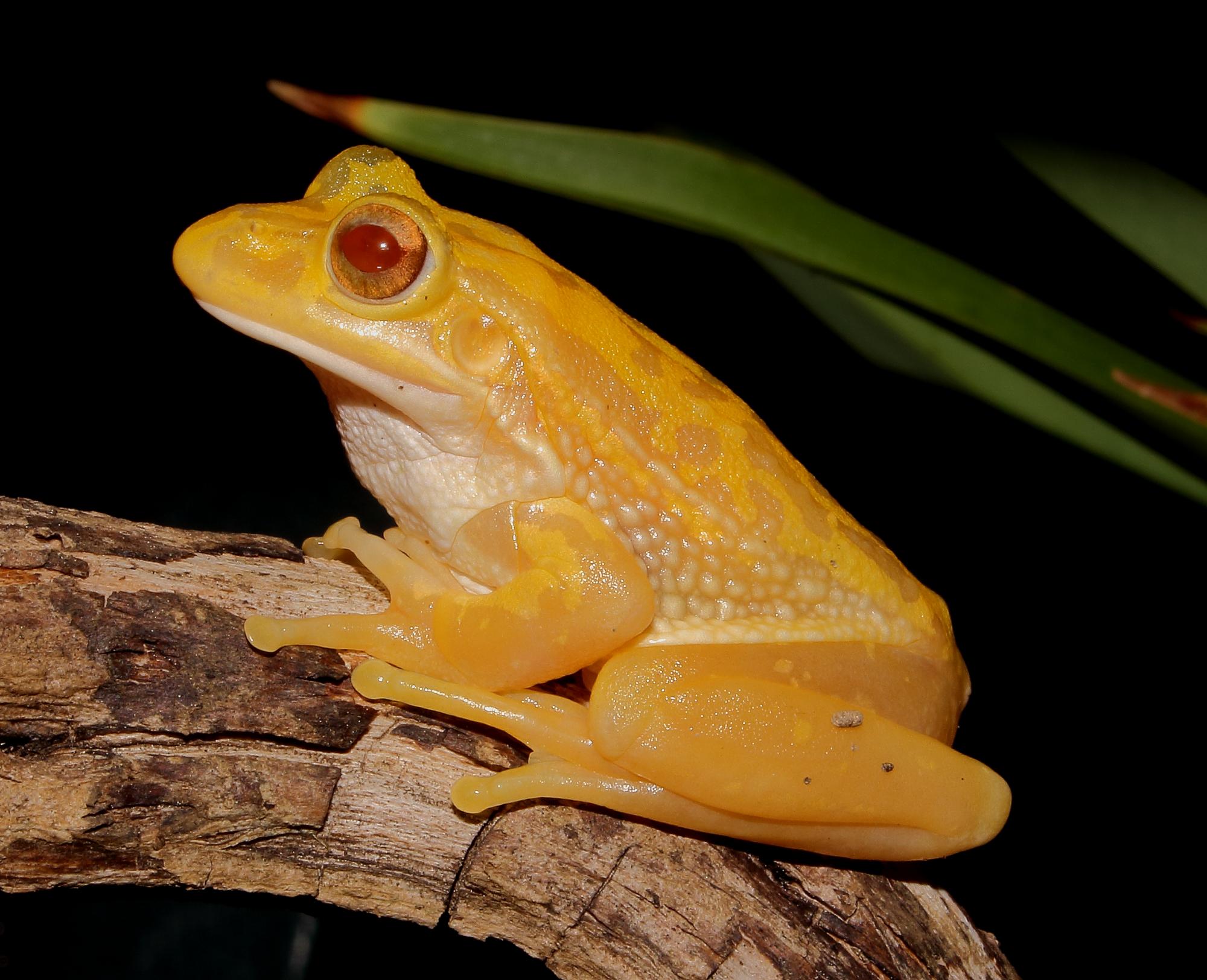 Fishing Frog -  New Zealand