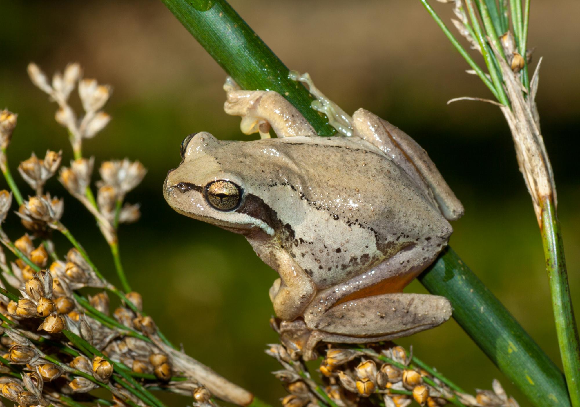 amateur frog weight and size