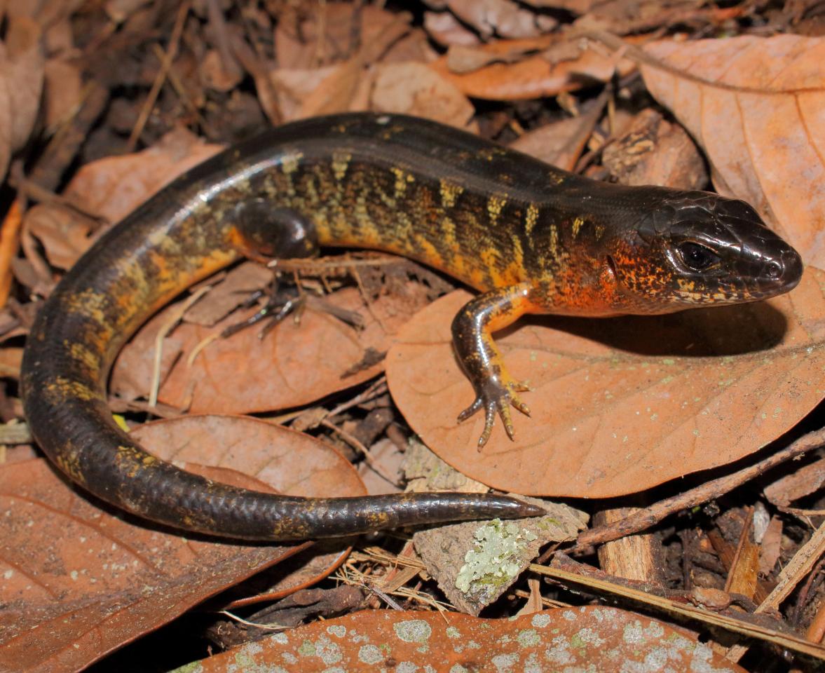 Robust skink on leaf litter (Northland). © Nick Harker