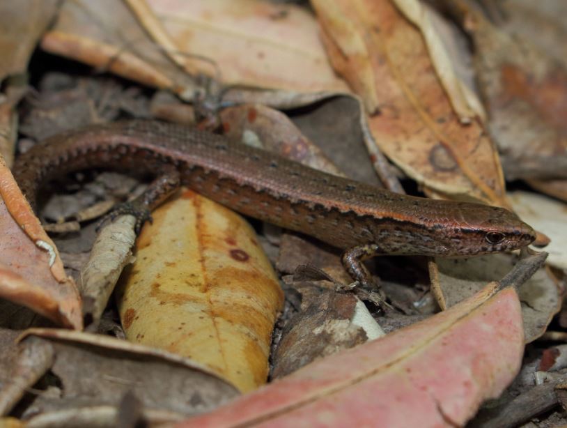 Copper skink in Pohutukawa leaf litter (Tiritiri Matangi Island, Hauraki Gulf). © Nick Harker