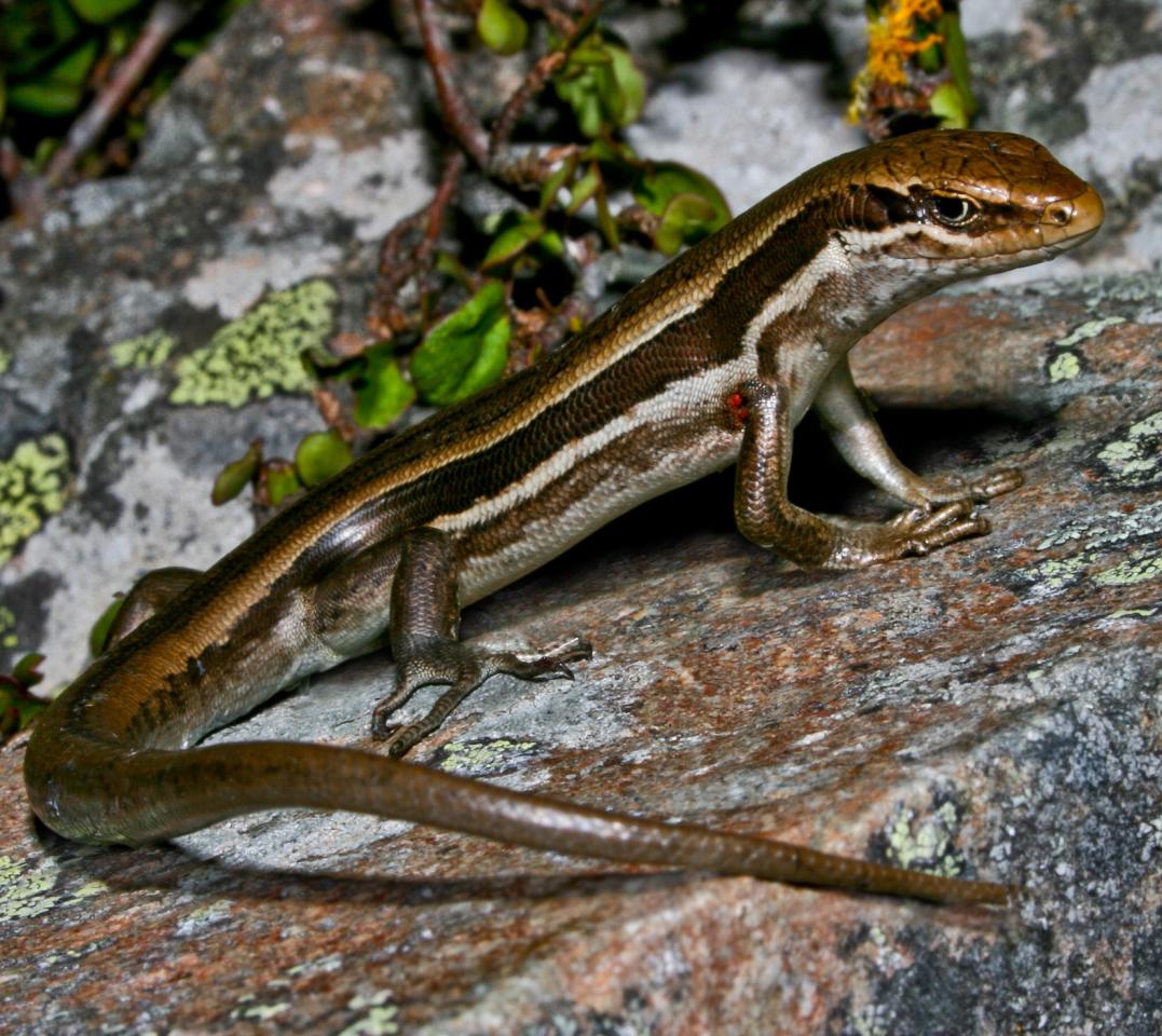 White-bellied skink (Rangitata, Canterbury). <a href="https://www.flickr.com/photos/rocknvole/">© Tony Jewell</a>