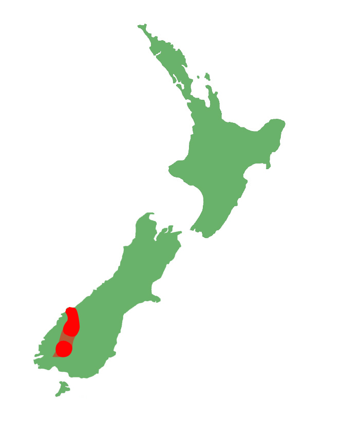 Oligosoma judgei distribution