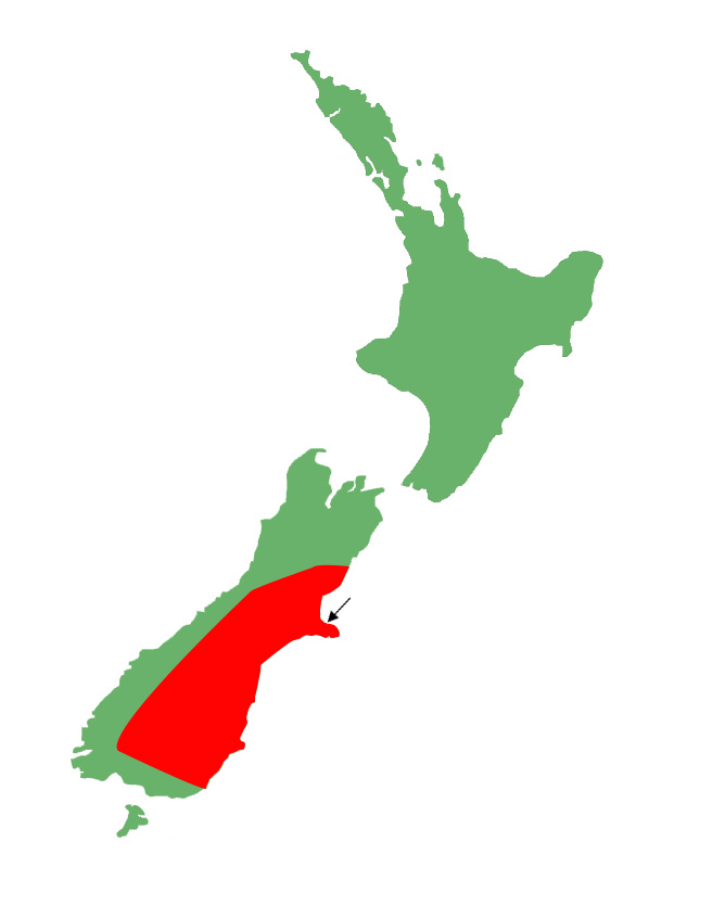 Oligosoma maccanni distribution