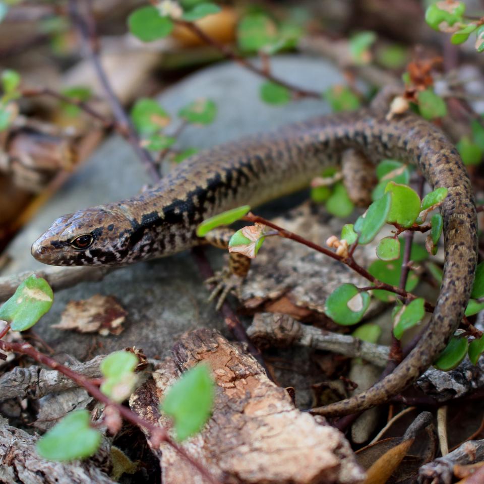 Hauraki skink (Hauturu / Little Barrier Island). <a href="https://www.instagram.com/tim.harker.nz/?hl=en">© Tim Harker</a>