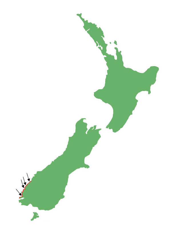 Oligosoma acrinasum distribution