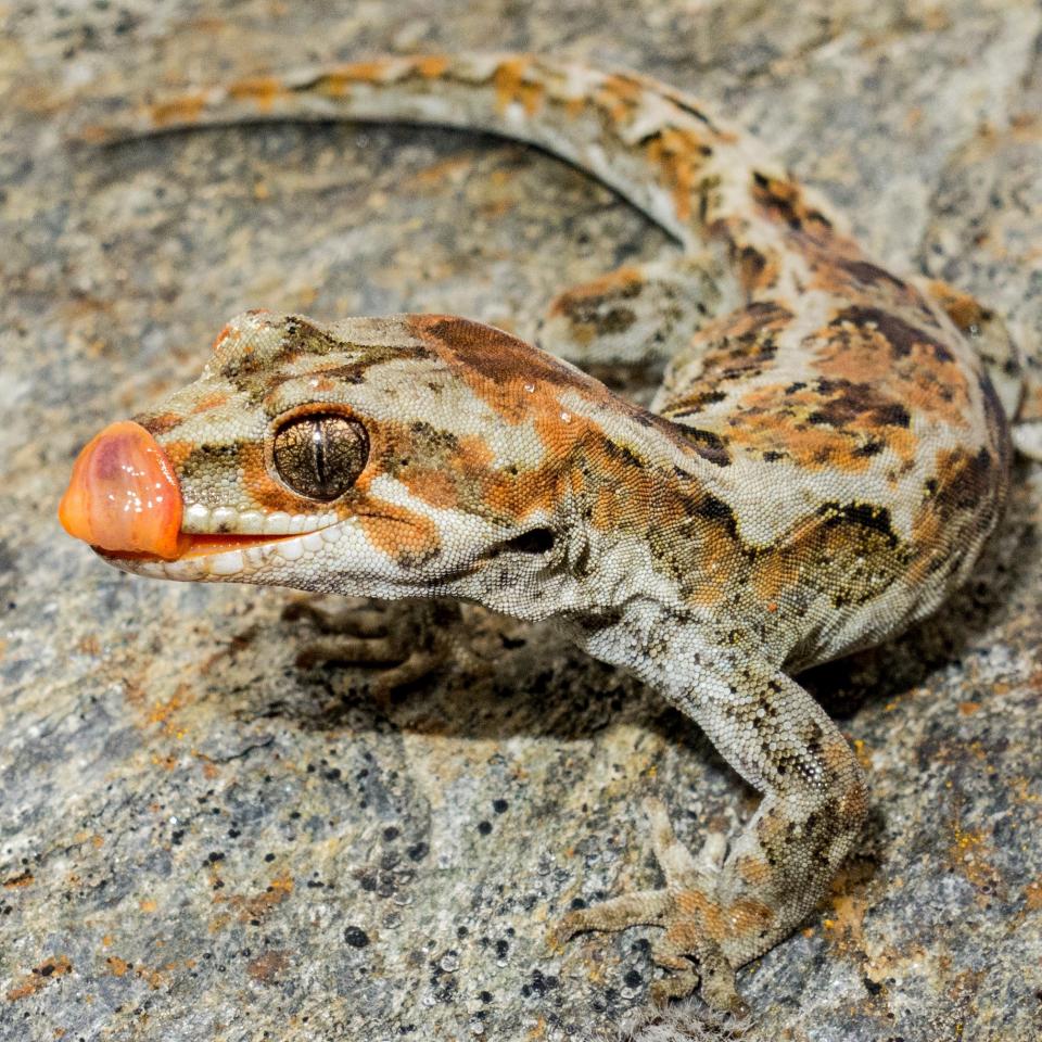 Orange-spotted gecko (western Otago). <a href="https://www.flickr.com/photos/151723530@N05/page3">© Carey Knox</a>