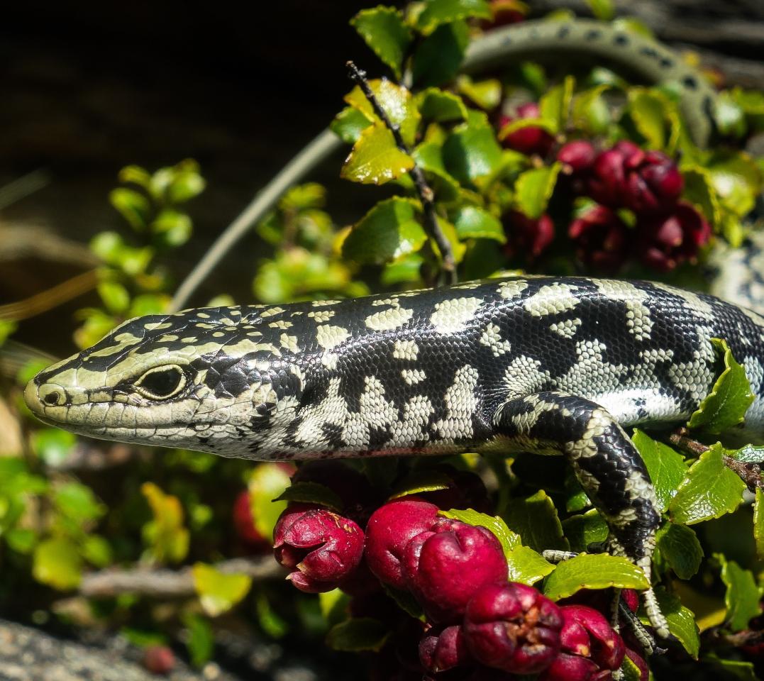 Otago skink (Western Otago). <a href="https://www.flickr.com/photos/151723530@N05/page3">© Carey Knox</a>