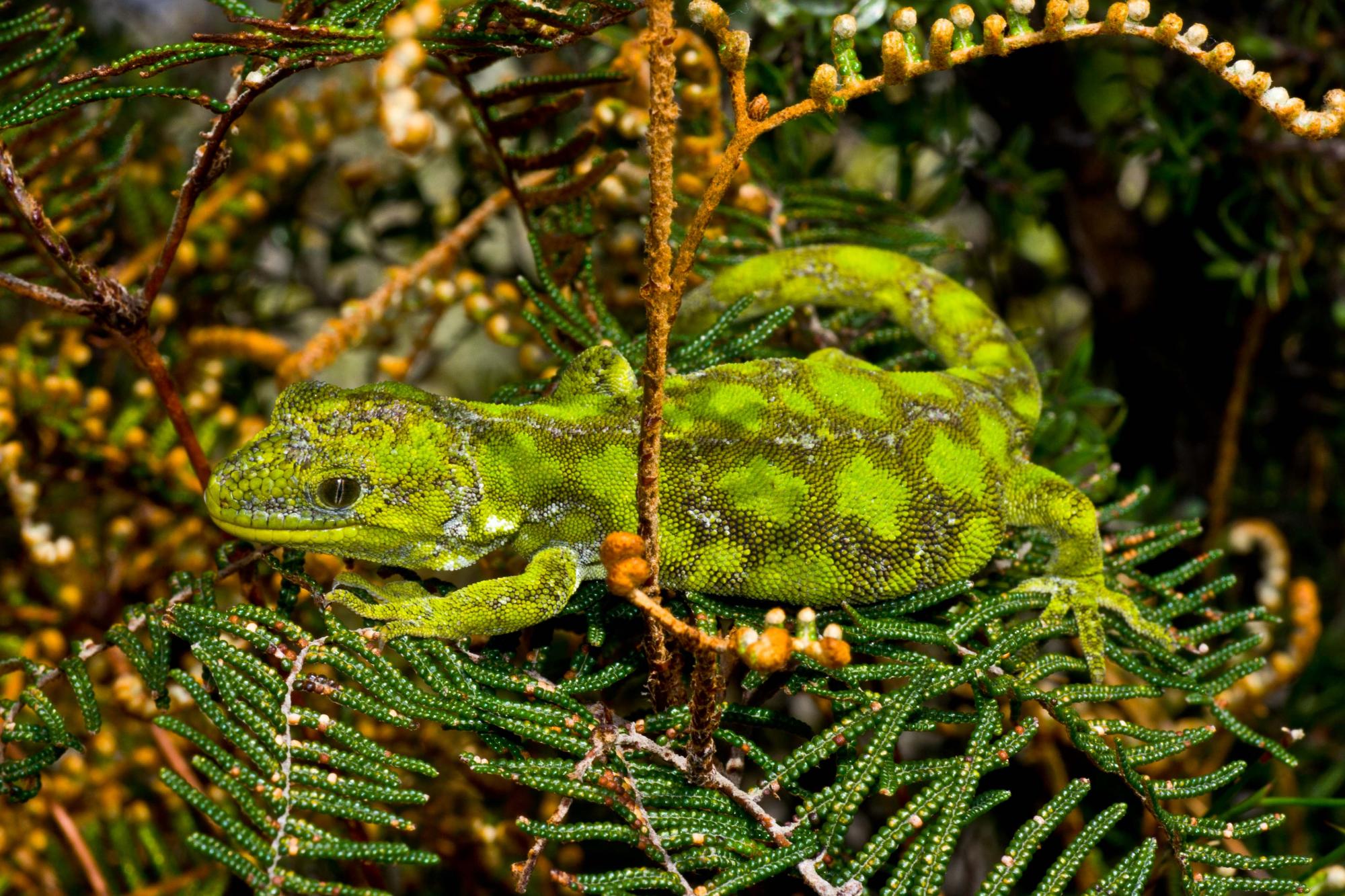 Naultinus stellatus | NZHS