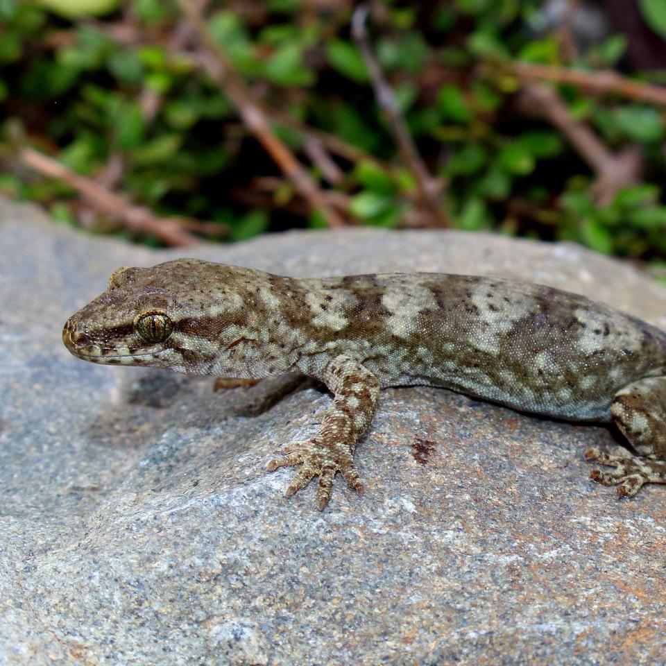 Minimac gecko (South Wellington Coast). <a href="https://www.instagram.com/tim.harker.95/?hl=en">© Tim Harker</a>