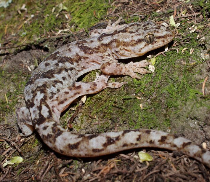 Raukawa gecko on rock pile (Moutohorā / Whale Island, Bay of Plenty). © Nick Harker