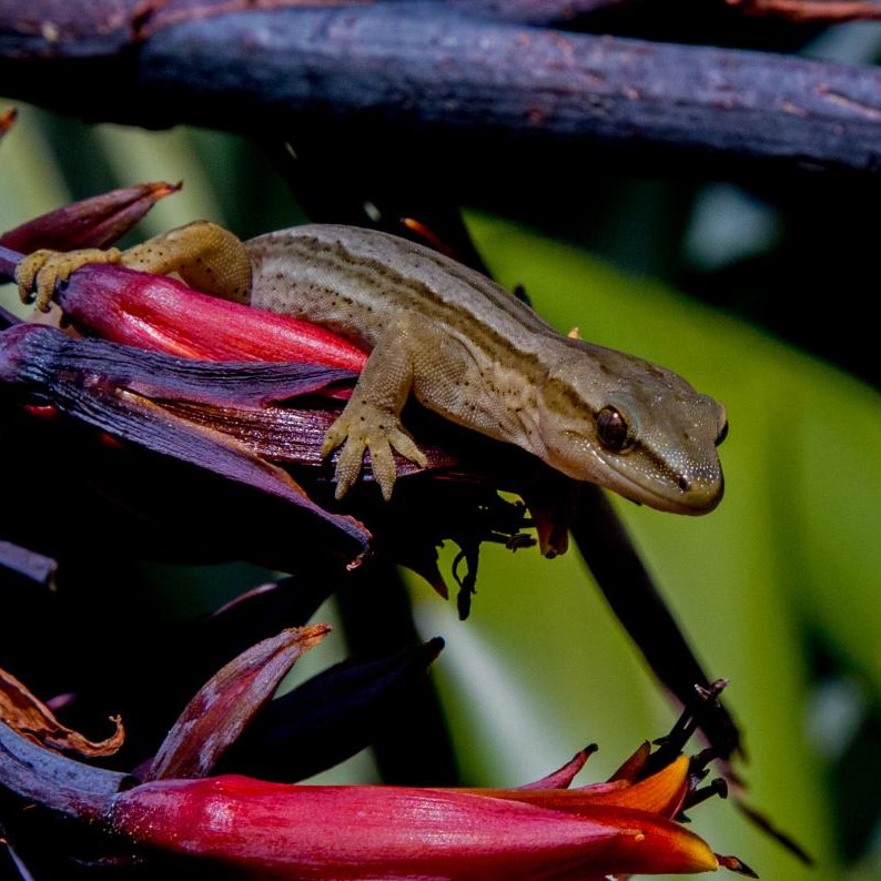 Goldstripe gecko in flowering flax (Taranaki). © Phil Melgren