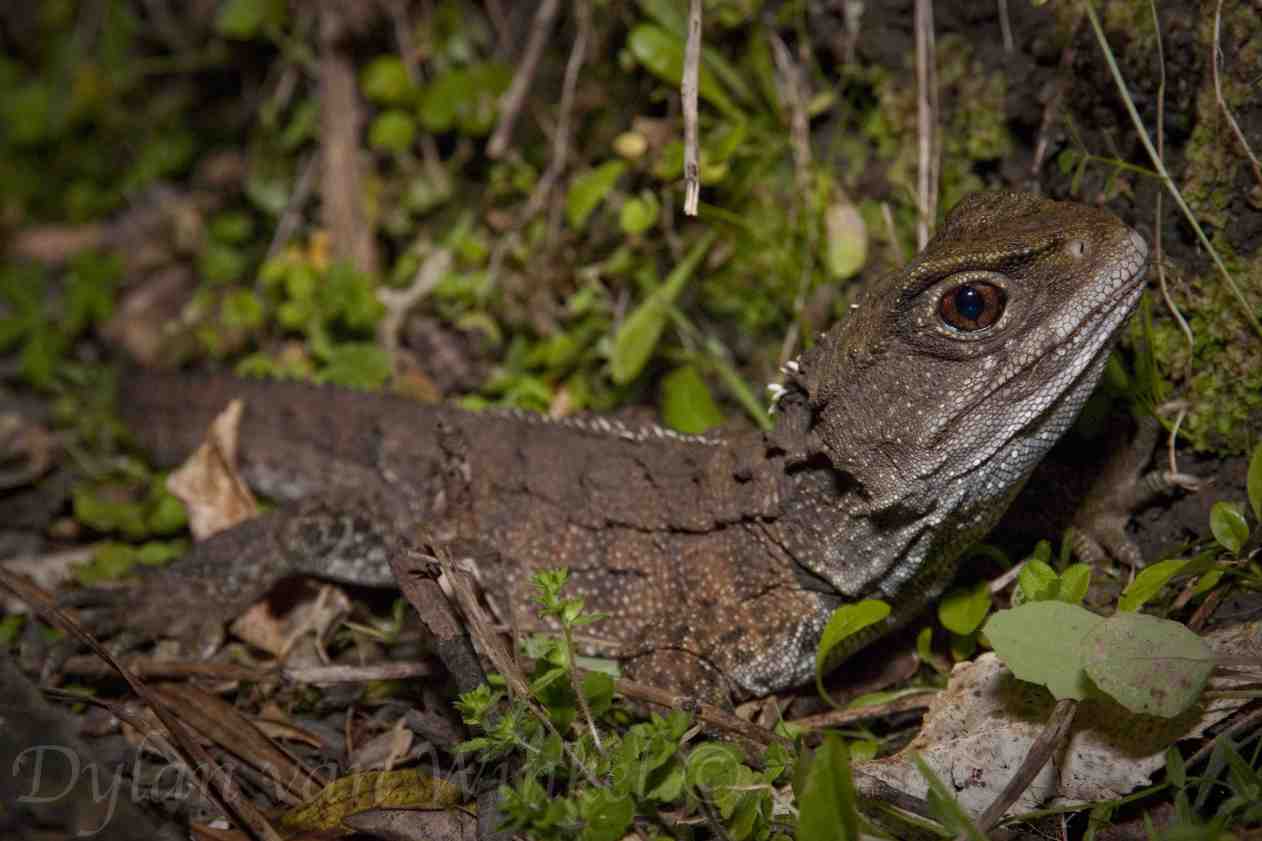 Northern Tuatara. <a href="https://dylanvanwinkel.wordpress.com/photo-galleries/reptiles/">Dylan van Winkel</a>