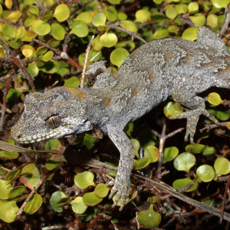 Forest gecko (Great Barrier Island). © Nick Harker