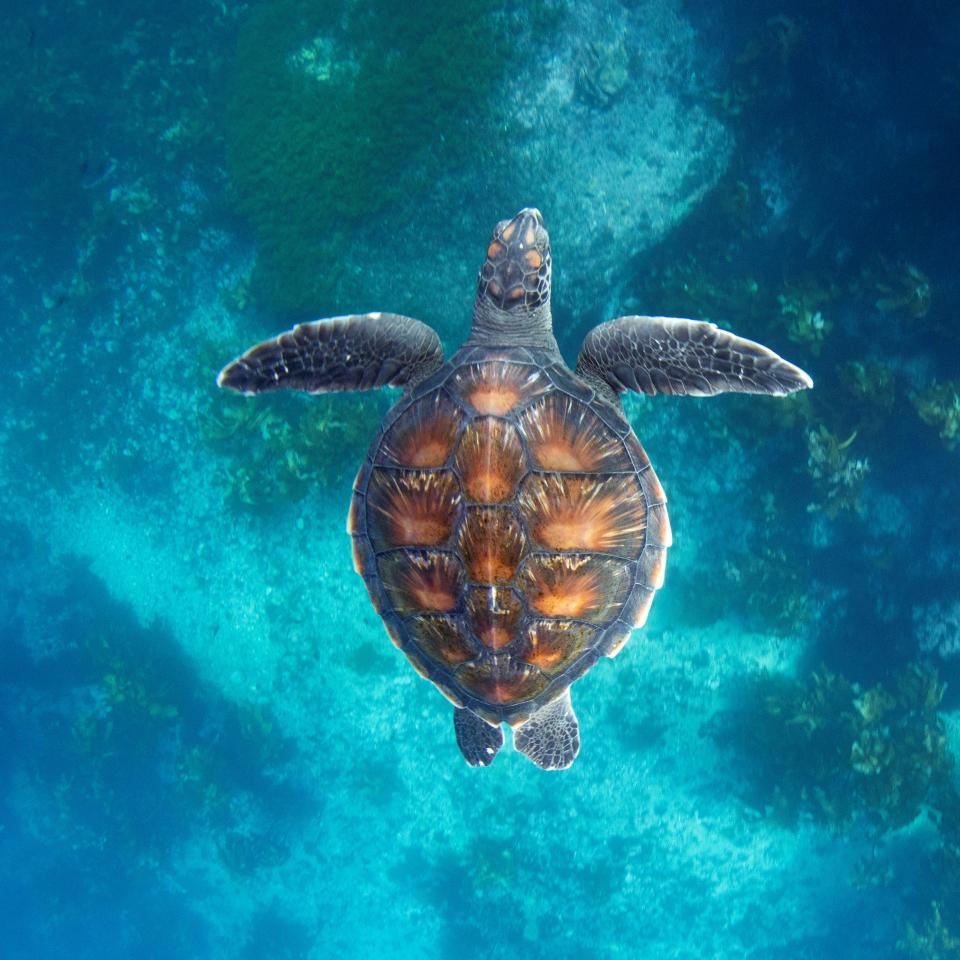 Green turtle swimming in the coastal waters of the Poor Knights Islands. © Lorna Doogan.