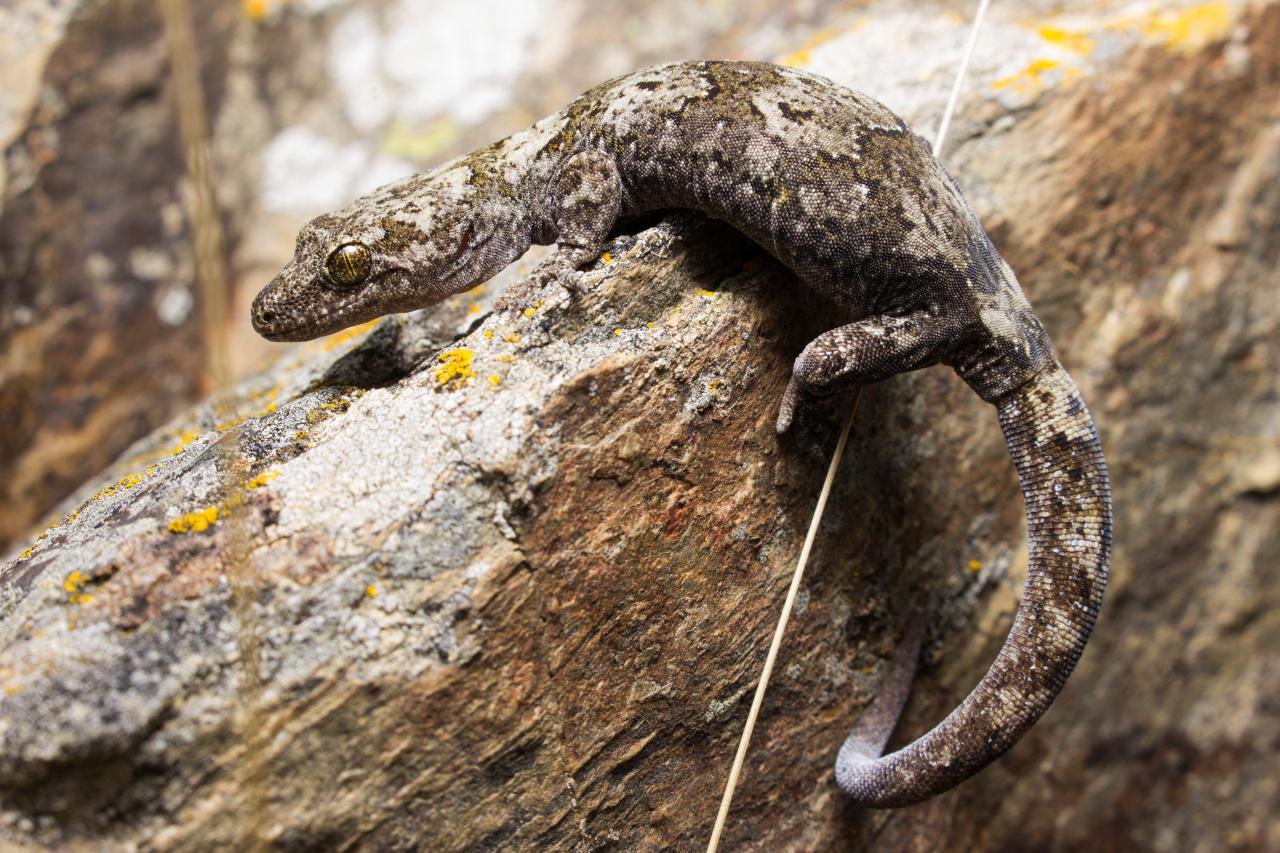 Schist gecko (Central Otago). <a href="https://www.instagram.com/samanimalman/">© Samuel Purdie</a>