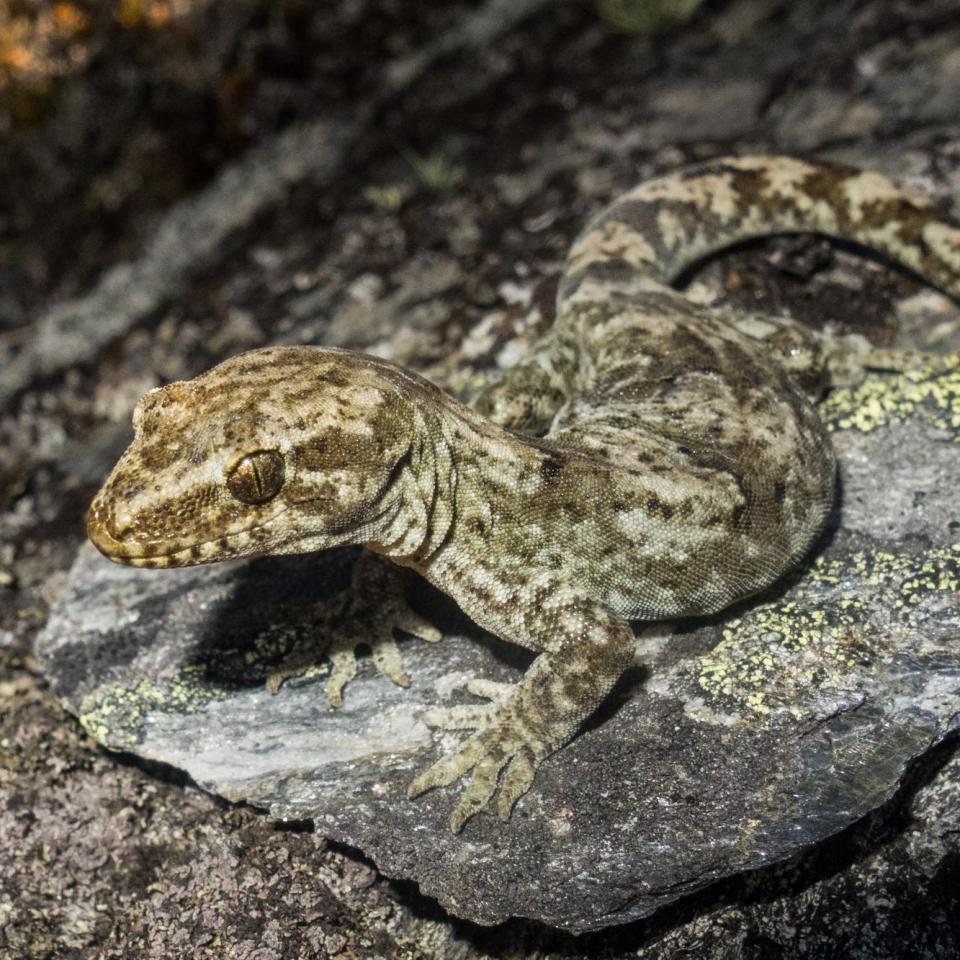 Kawerau gecko (Wanaka). © Carey Knox