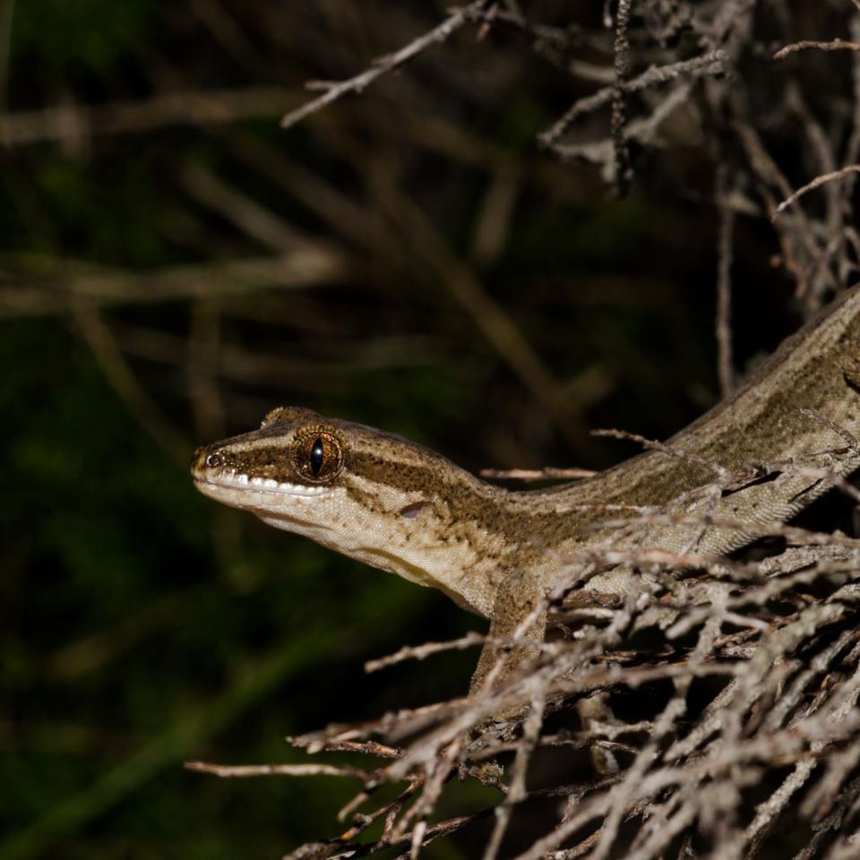 Matapia gecko (Northland). <a href="https://www.seacologynz.com/index">© Crispin Middleton</a>