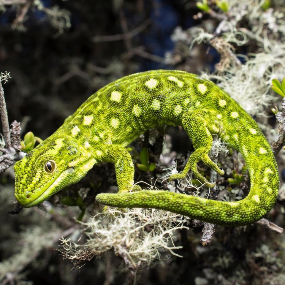 West Coast green gecko (Lewis Pass, Canterbury). © Samuel Purdie