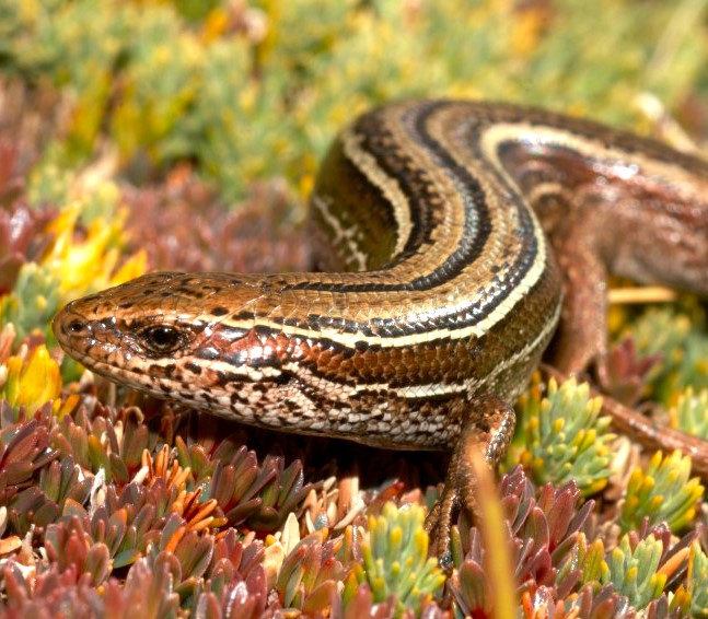 Burgan skink (Rock and Pillar Range, Otago). <a href="https://www.flickr.com/photos/rocknvole/">© Tony Jewell</a>