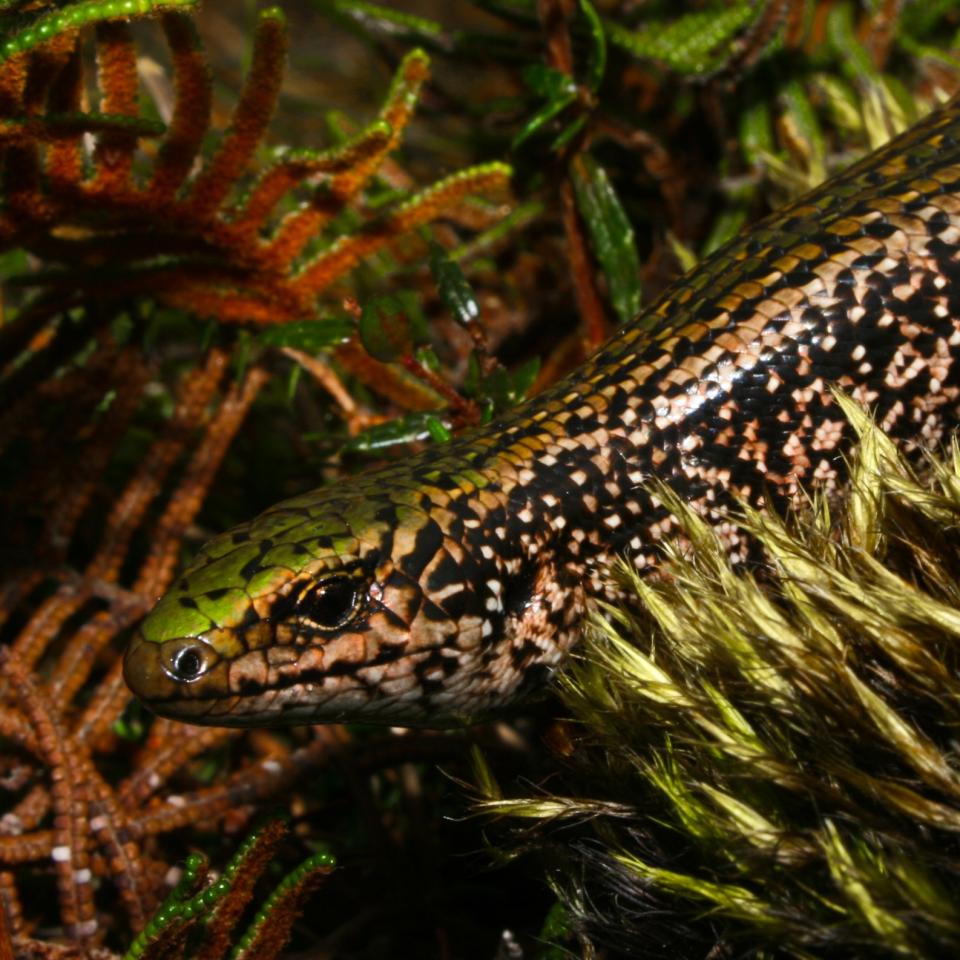 Green skink (Subadult Green Skink (Southland). © Samuel Purdie). © Tony Jewell