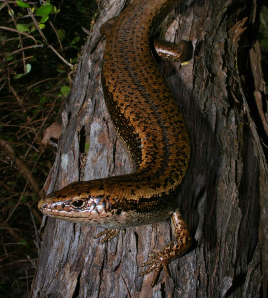 Adult Falla's skink on Great Island, Three Kings Islands. <a href="https://www.flickr.com/photos/rocknvole/">© Tony Jewell</a>