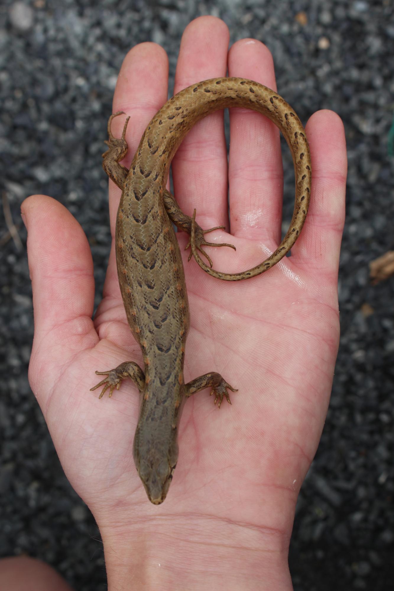 Medi Cocoon in Metallic Lizard Chevron