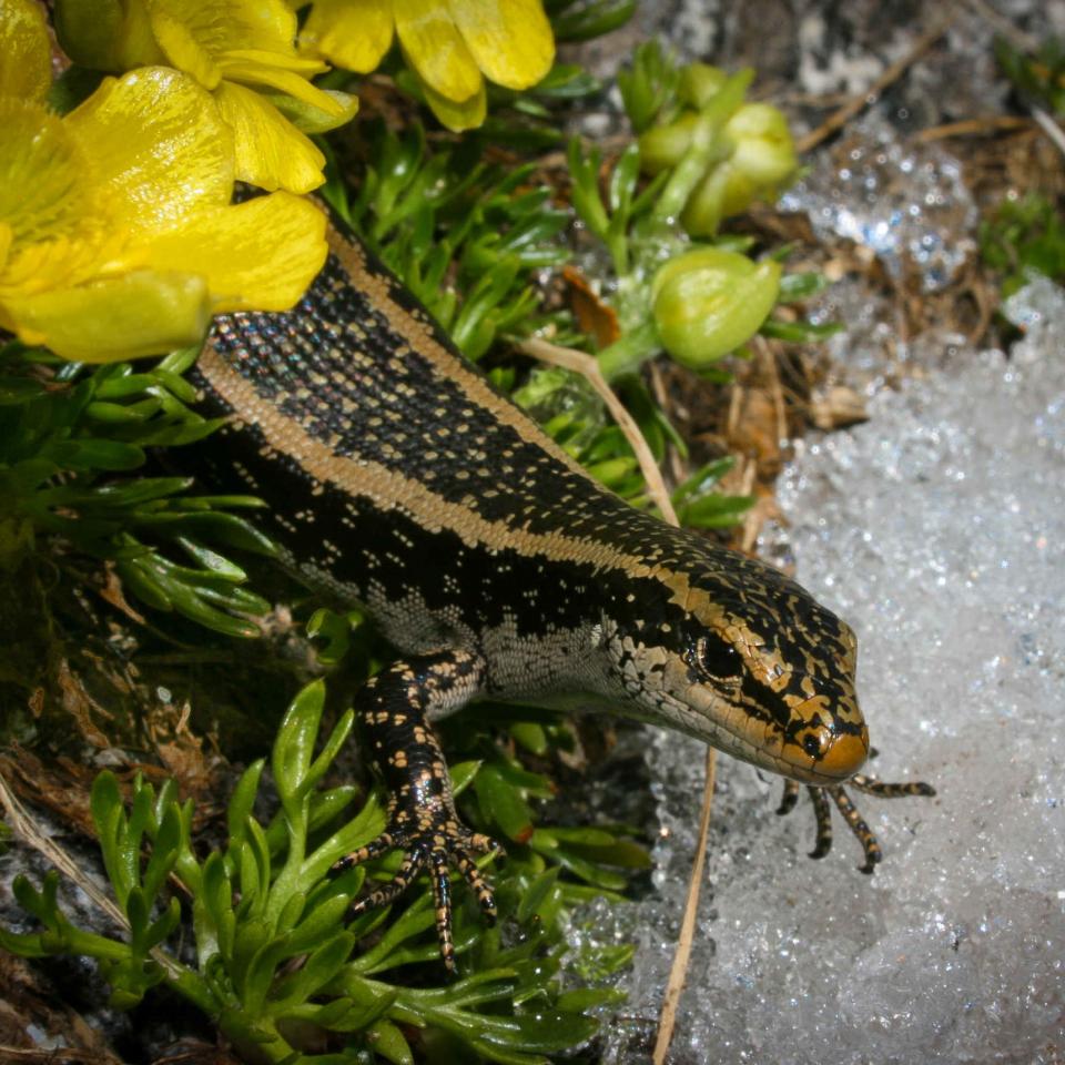 A barrier skink on Barrier Knob (Darran Mountains, Fiordland National Park). <a href="https://www.flickr.com/photos/rocknvole/">© Tony Jewell</a>
