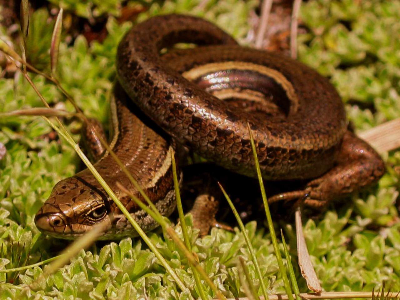 Eyre's skink (Eyre mountains, Otago). <a href="https://www.flickr.com/photos/rocknvole/">© Tony Jewell</a>