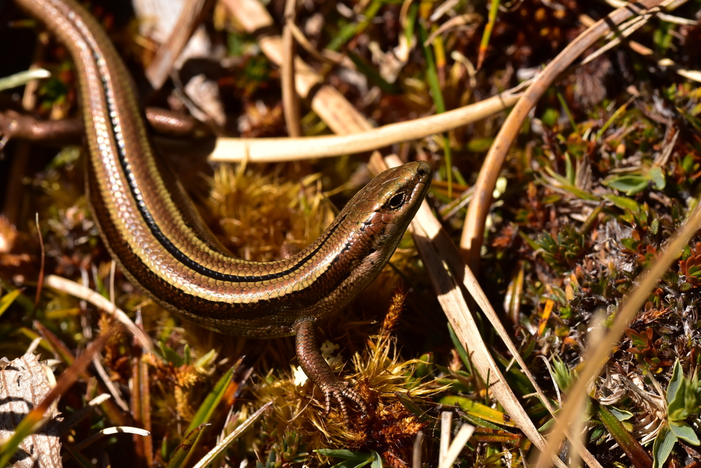Small-eared skink (Stewart Island) © Craig Stonyer