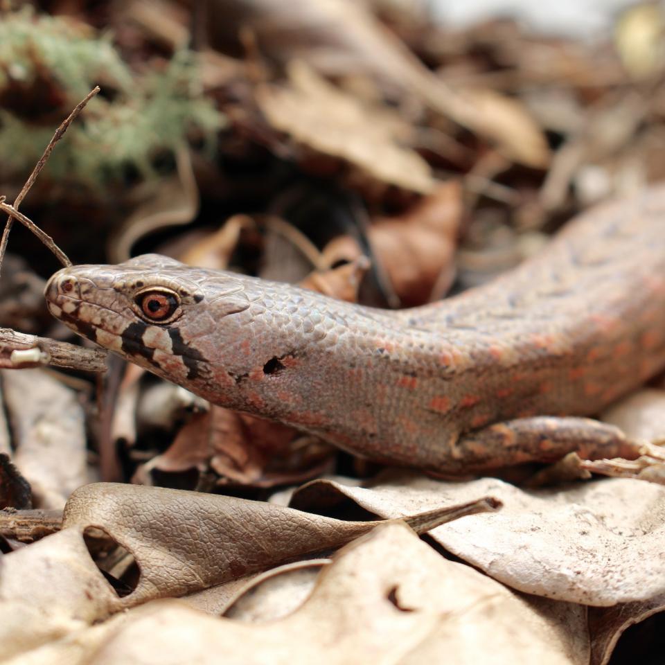 Chevron skink (Aotea / Great Barrier Island). © Ben Goodwin