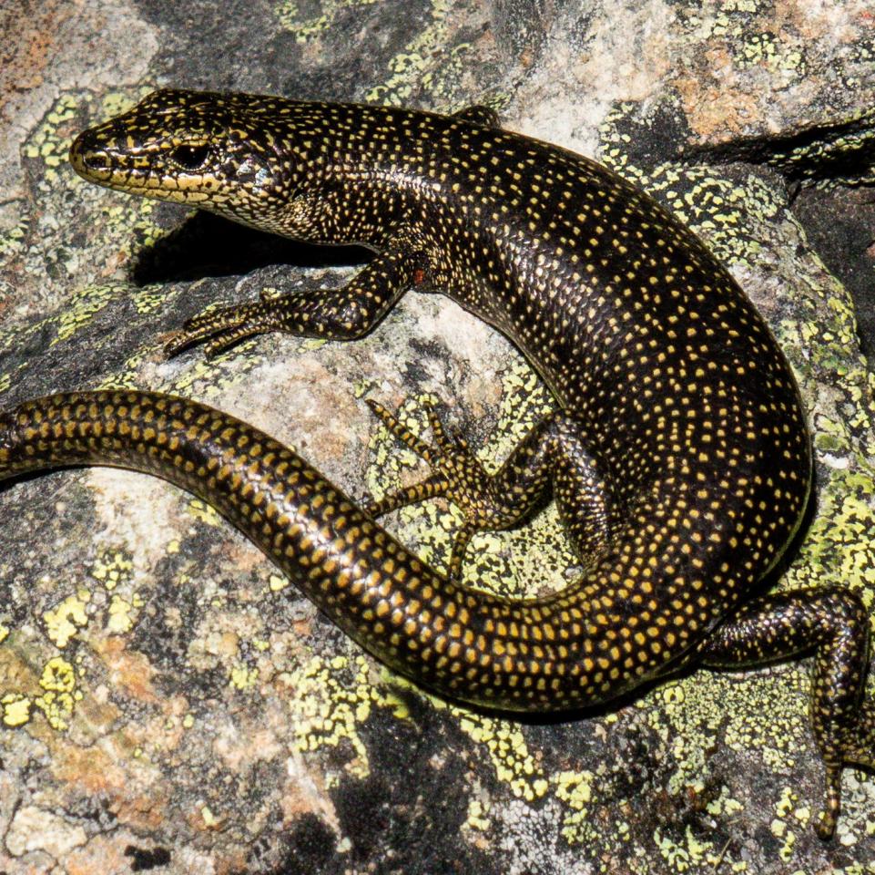 Alpine rock skink (Ida Range, Otago). <a href="https://www.flickr.com/photos/151723530@N05/page3">© Carey Knox</a>