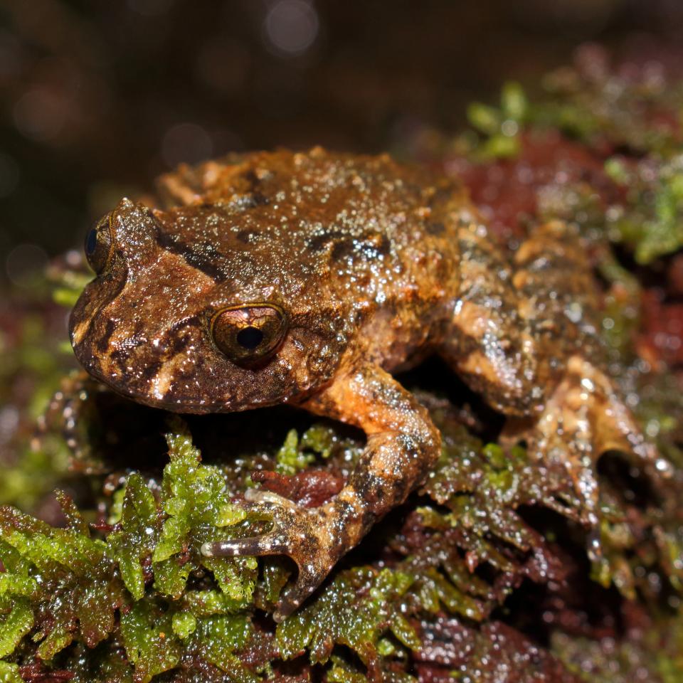 Hochstetter's frog on rock near stream (Waitakere Ranges, Auckland). <a href="https://www.instagram.com/nickharker.nz/">© Nick Harker</a>