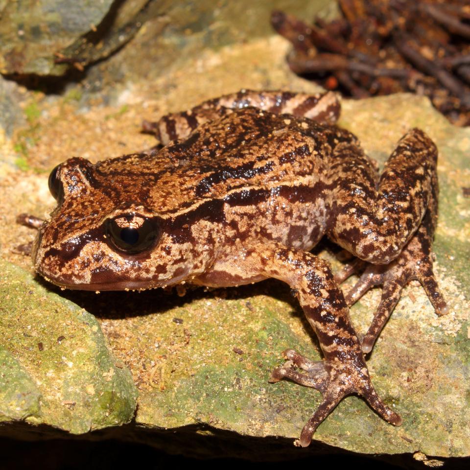 Hamilton's frog on rock pile (Te Pākeka / Maud Island). <a href="https://www.instagram.com/nickharker.nz/">© Nick Harker</a>