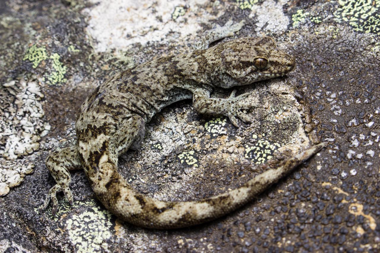 Southern Alps gecko. <a href="https://www.instagram.com/samuelpurdiewildlife/">© Samuel Purdie</a>