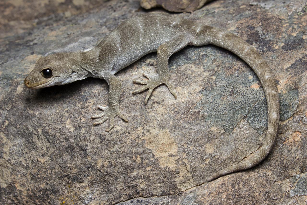 Black-eyed gecko (Kaikōura). <a href="https://www.instagram.com/samuelpurdiewildlife/">© Samuel Purdie</a>