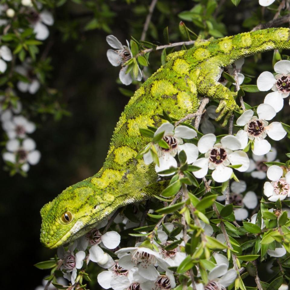 Rough gecko (Kaikōura). © Samuel Purdie