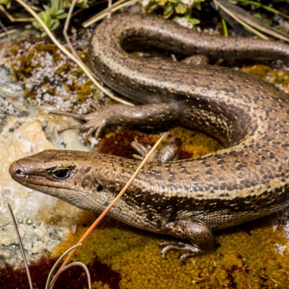 Lakes skink (Crown Range, Otago). <a href="https://www.flickr.com/photos/151723530@N05/page3">© Carey Knox</a>