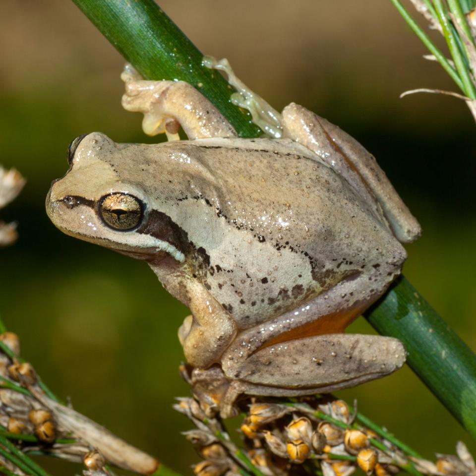 Southern brown tree frog <a href="https://www.flickr.com/photos/rocknvole/">© Tony Jewell</a>