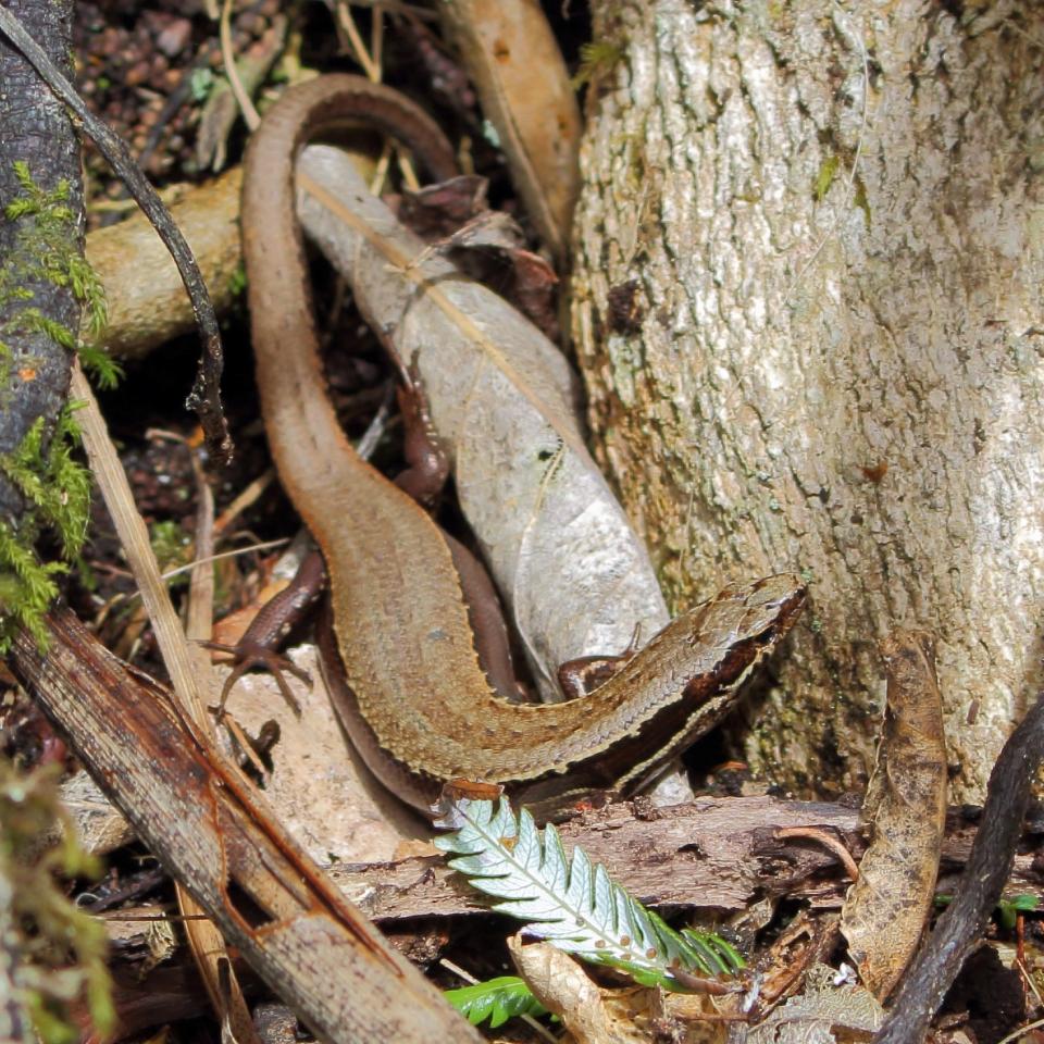 Whirinaki skink basking on forest floor (Whangarei, Northland). © Nick Harker