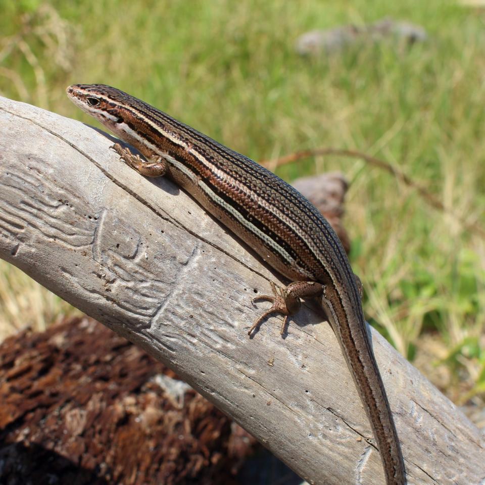 A heavily gravid (pregnant) moko skink basking on driftwood (Motuora Island, Hauraki Gulf). © Nick Harker