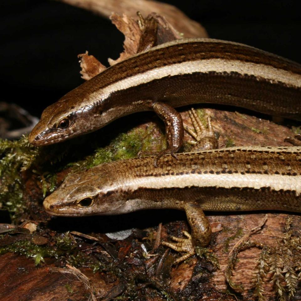 Striped skinks from Douglas Taranaki. <a href="https://www.flickr.com/photos/rocknvole/">© Tony Jewell</a>