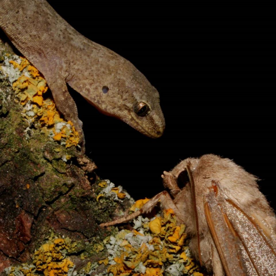 Pygmy gecko, southern form (Rangitata, Canterbury). <a href="https://www.flickr.com/photos/rocknvole/">© Tony Jewell</a>