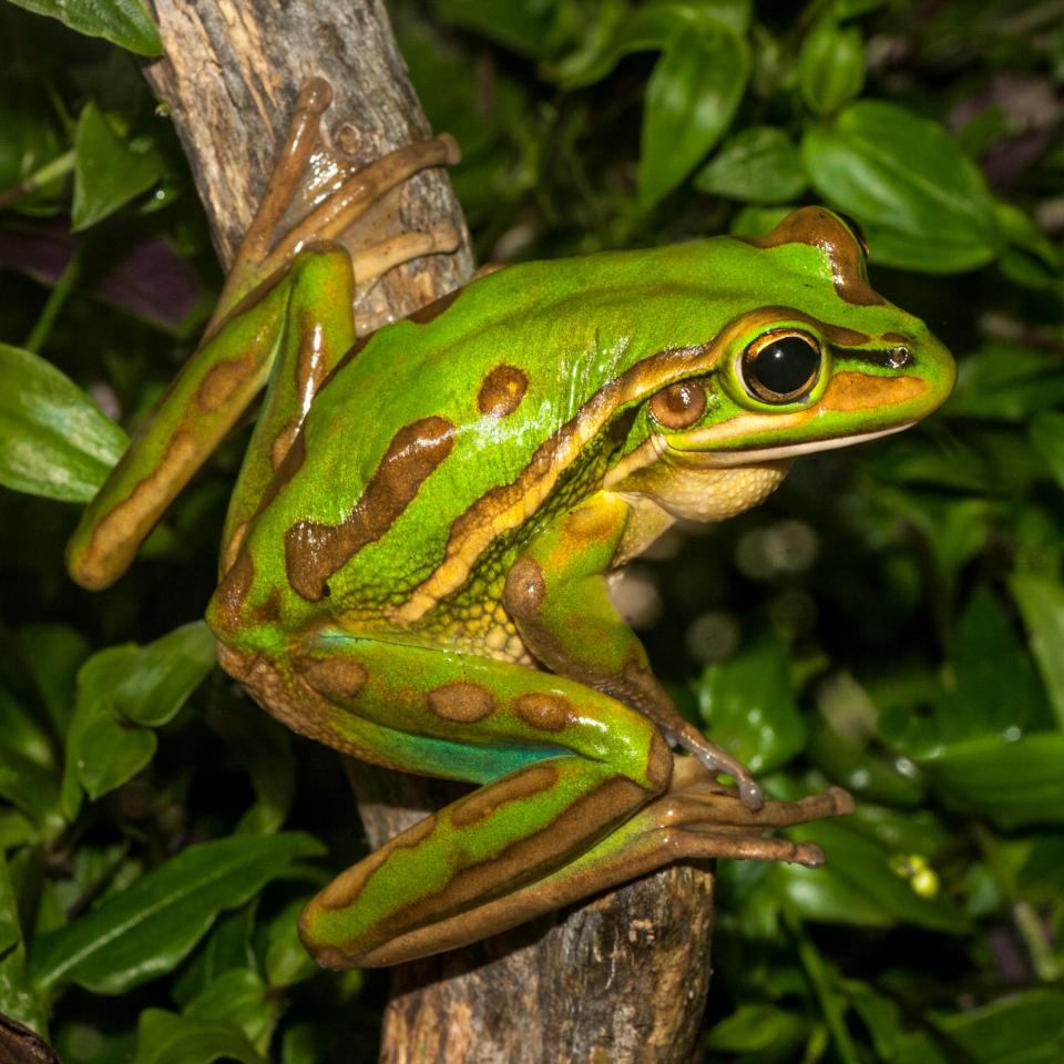 Green and golden bell frog. <a href="https://www.flickr.com/photos/rocknvole/">© Tony Jewell</a>