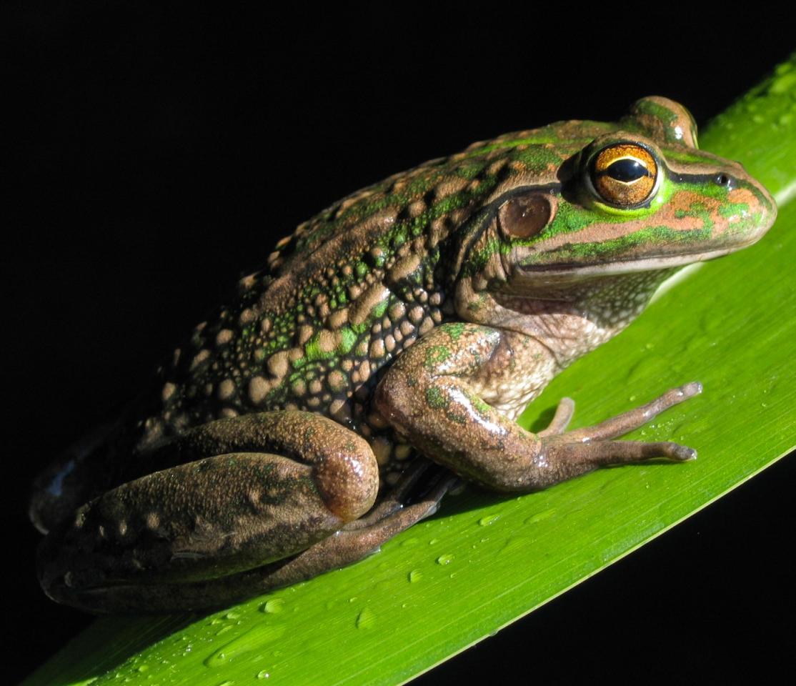 Southern bell frog (Alexandra, Otago). <a href="https://www.flickr.com/photos/rocknvole/">© Tony Jewell</a>