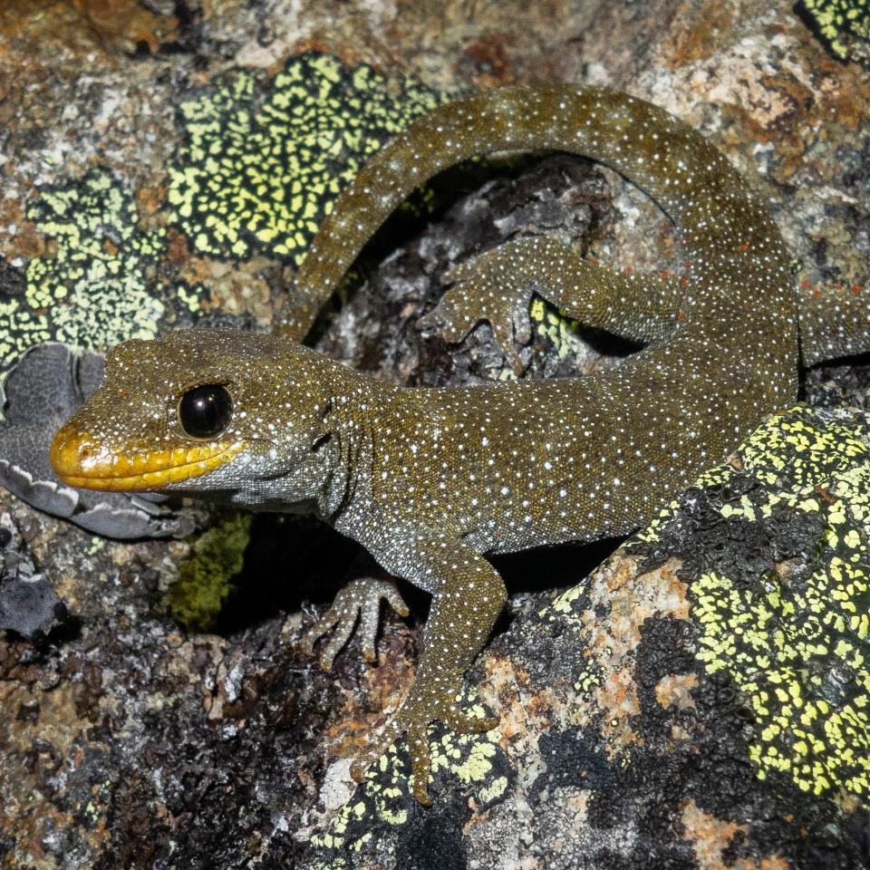 Hura te ao gecko (northern Otago). <a href="https://www.flickr.com/photos/151723530@N05/page3">© Carey Knox</a>