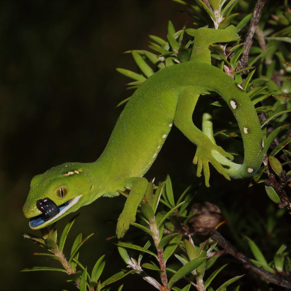 Elegant gecko in Kanuka (North Auckland). © Nick Harker