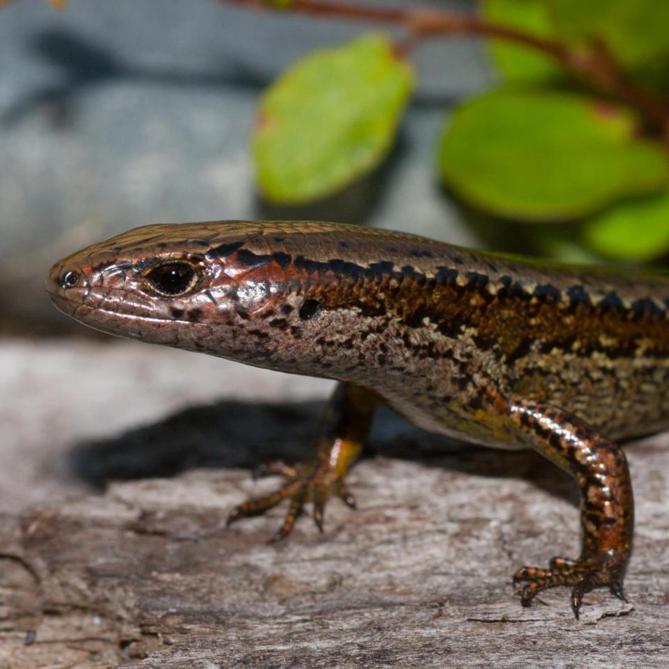 Cobble skink (Granity, West Coast). <a href="https://www.flickr.com/photos/rocknvole/">© Tony Jewell</a>